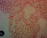 Mycena niveipes image