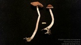 Psathyrella olympiana image