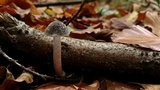 Psathyrella olympiana image