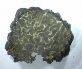 Tuber mesentericum image