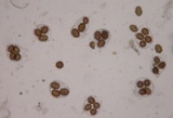 Tuber mesentericum image