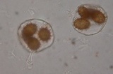Tuber mesentericum image