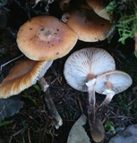 Armillaria nabsnona image