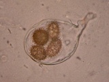 Tuber rufum image