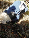 Tuber rufum image