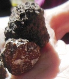Tuber mesentericum image