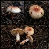 Lepiota ochraceofulva image