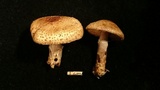 Lepiota ochraceofulva image