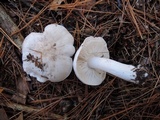 Tricholoma serratifolium image