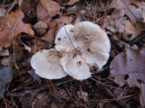 Tricholoma serratifolium image