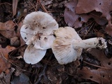 Tricholoma serratifolium image