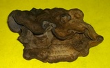 Veluticeps fimbriata image