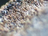 Veluticeps fimbriata image