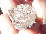 Tuber uncinatum image