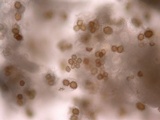Tuber uncinatum image