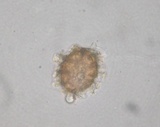 Tuber uncinatum image