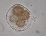 Tuber uncinatum image