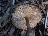 Chlorophyllum olivieri image
