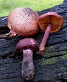 Gymnopilus luteofolius image