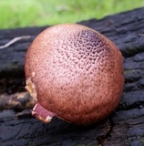 Gymnopilus luteofolius image