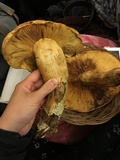 Gymnopilus ventricosus image