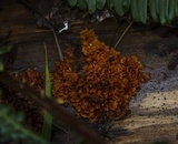 Pycnoporellus alboluteus image