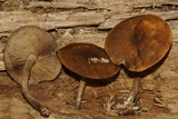 Agrocybe firma image