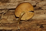 Callistosporium luteo-olivaceum image