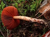 Cortinarius californicus image