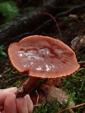 Cortinarius californicus image