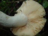 Russula murrillii image