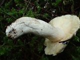 Russula murrillii image