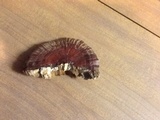 Ganoderma sessiliforme image