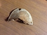 Ganoderma sessiliforme image