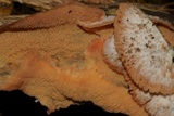 Merulius tremellosus image
