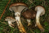 Gomphidius glutinosus image