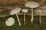 Xerula megalospora image