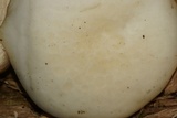 Hypsizygus marmoreus image