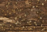 Helicogloea compressa image