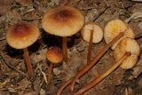 Mycena atkinsoniana image