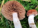 Cortinarius poecilopus image