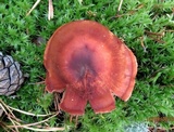 Cortinarius poecilopus image