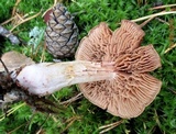 Cortinarius poecilopus image