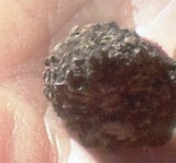 Tuber uncinatum image
