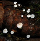 Strobilurus trullisatus image