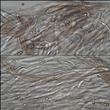 Pluteus petasatus image