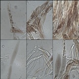 Pluteus petasatus image