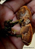 Coltricia cinnamomea image