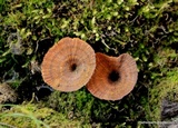 Coltricia cinnamomea image