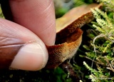 Coltricia cinnamomea image